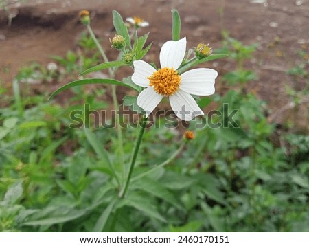A close-up shot of the Bidens alba plant, a wild plant considered a weed, belonging to the Asteraceae family.