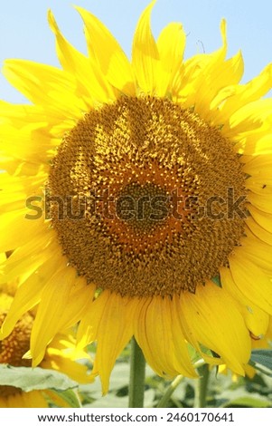 Field of sunflowers on a sunny day