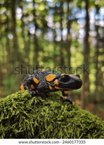 A salamander sits on a stone covered with moss in a green forest.