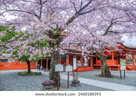 Cherry blossoms blooming in Fujisan Hongu Sengen Taisha Shinto Shrine at Fujinomiya famous shrine and landmark Shizuoka Japan Royalty-Free Stock Photo #2460180393