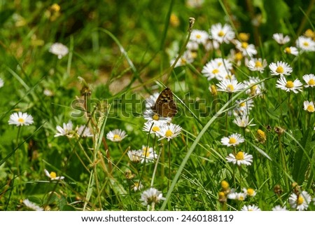 Butterfly on daisy flowers and grass. Spring image
