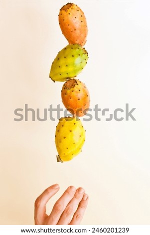 cactus plant levitation. fresh ripe yellow cactus fruit falling in air on hand. Food levitation or zero gravity conception. High resolution image