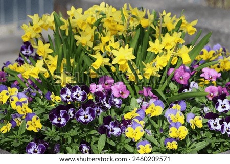 Sweden. Spring Symphony: Floral splendor of Narcissus jonquilla and The garden pansy. City of Linkoping. Ostergotland province.  