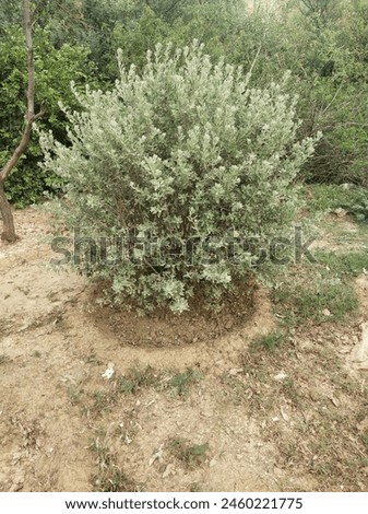 A unique green bushy plant grown in a garden in spring season Royalty-Free Stock Photo #2460221775