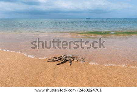 A starfish on a sandy beach near the water's edge against the background of the ocean