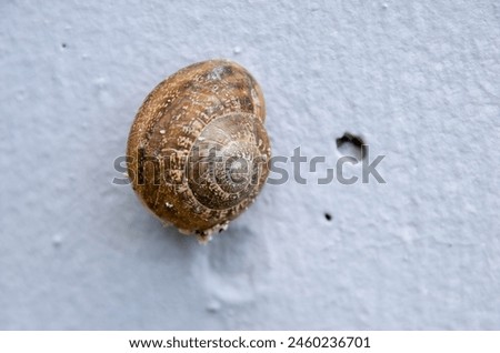 Otala punctata is a species of air-breathing land snail, a terrestrial pulmonate gastropod mollusk in the family Helicidae Royalty-Free Stock Photo #2460236701