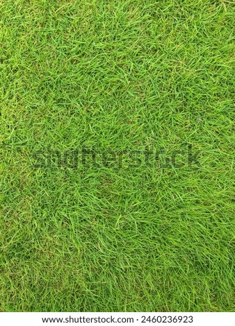 Bright green grass background texture