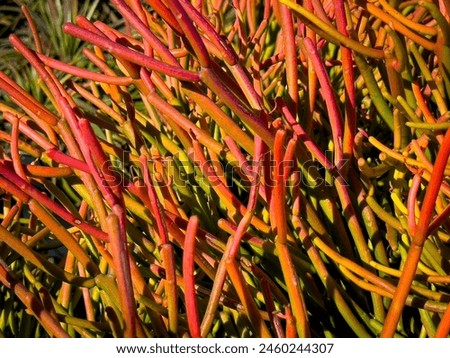 A view of several potted sticks of fire plants, on display at a local nursery.