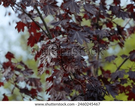 Tree Red maple in  spring with young leaves close up . Royal Red. Acer rubrum. Acereae Family. Copy space