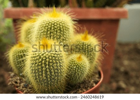 An exotic cactus covered with thin yellow spines, close-up photo