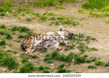 Hyena resting on the grassy ground. Lying hyena, beast, predator. Spotted coat