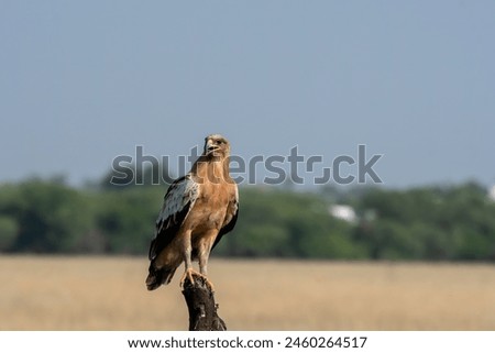 A tawny eagle with rufous morph sitting on top of a tree stomp inside grasslands of Tal Chappar Blackbuck sanctuary during a wildlife safari