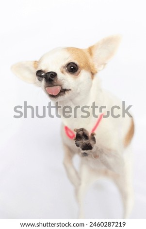 Cute dog with tongue out isolated on white background.