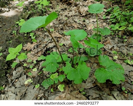 Young green leaves of burdock on the background of soil covered with fallen oak leaves. Natural backgrounds with plants. Royalty-Free Stock Photo #2460293277