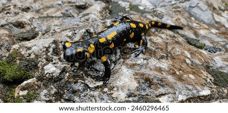 Beautiful spotted salamander (lat. Salamandra salamandra) basking on the rock, Black salamandra with yellow spots