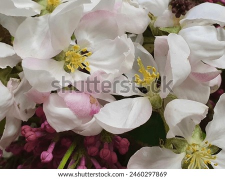 White apple flowers with a pink tint with yellow stamens with pollen and pistil. Lilac flowers. Macro photography.