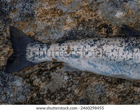 Salmon lice parasite on a sea trout