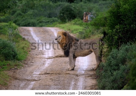 A big male Lion (Panthera leo), one of the big five animals, marking its path in South Africa Royalty-Free Stock Photo #2460301081