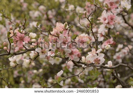 Contorted flowering Quince (Chaenomeles speciosa 'Contorta') blossoms closeup 