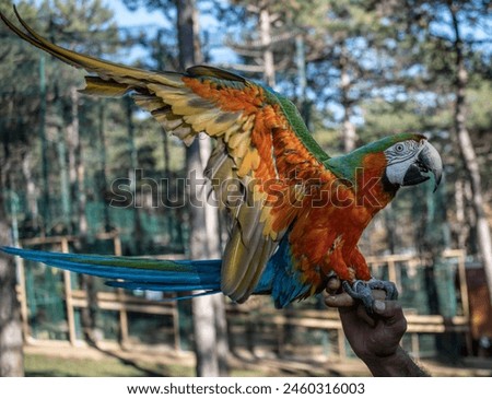 Just in time photo while raising the wings of the orange parrot in the owner’s hand