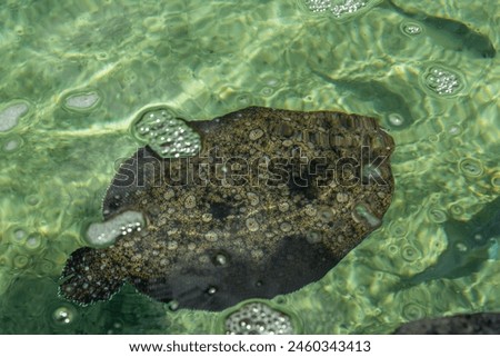 Hawaiian flatfish flounder at the Maui Aquarium, Hawaii