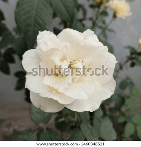 Elegant picture of white rose