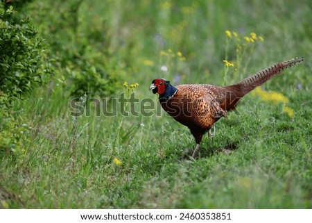 Pretty pheasant in green grass. Patterned plumage on the bird's head against a blurred background. Royalty-Free Stock Photo #2460353851