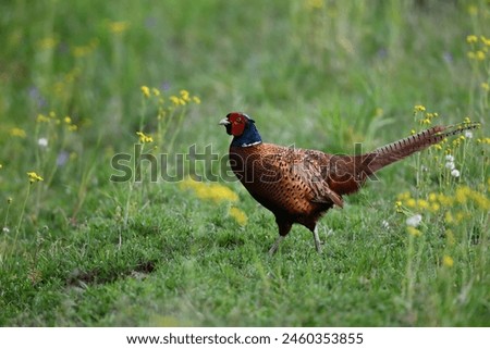 Pretty pheasant in green grass. Patterned plumage on the bird's head against a blurred background. Royalty-Free Stock Photo #2460353855