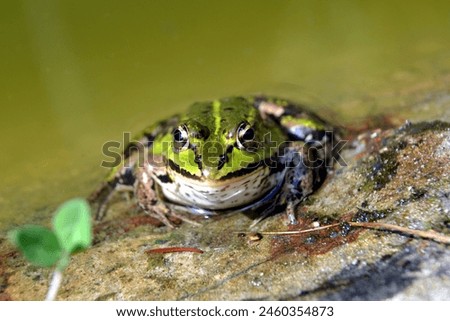 Lake or Pool Frog (Pelophylax lessonae), Marsh frog (Pelophylax ridibundus), edible frog (Pelophylax esculentus) on the edge of the pond. Cute green frog resting on the shore of the pond Royalty-Free Stock Photo #2460354873