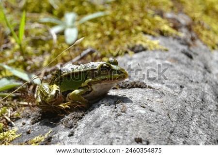 Lake or Pool Frog (Pelophylax lessonae), Marsh frog (Pelophylax ridibundus), edible frog (Pelophylax esculentus) on the edge of the pond. Cute green frog resting on the shore of the pond Royalty-Free Stock Photo #2460354875