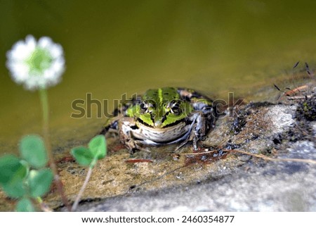 Lake or Pool Frog (Pelophylax lessonae), Marsh frog (Pelophylax ridibundus), edible frog (Pelophylax esculentus) on the edge of the pond. Cute green frog resting on the shore of the pond Royalty-Free Stock Photo #2460354877