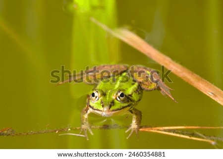 Lake or Pool Frog (Pelophylax lessonae), Marsh frog (Pelophylax ridibundus), edible frog (Pelophylax esculentus) swimming in the pond.  Royalty-Free Stock Photo #2460354881