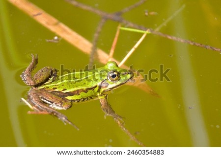 Lake or Pool Frog (Pelophylax lessonae), Marsh frog (Pelophylax ridibundus), edible frog (Pelophylax esculentus) swimming in the pond.  Royalty-Free Stock Photo #2460354883