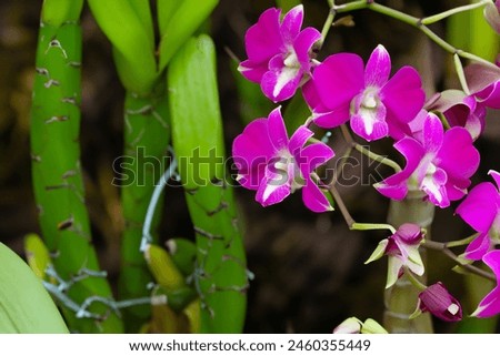 Orchids blooming in the flower garden