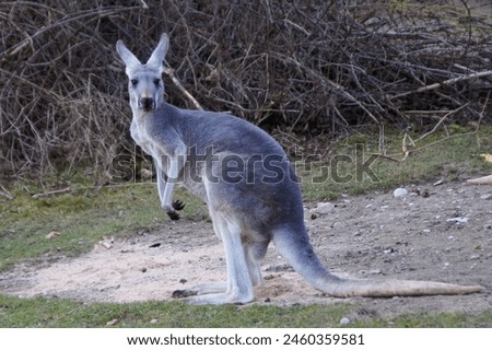 Capture the essence of Australia's iconic wildlife with this charming photograph of a kangaroo in its natural habitat. With its distinctive hopping gait and adorable features.