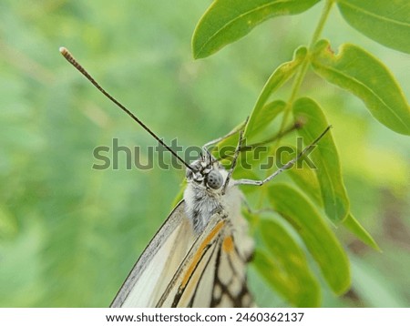 the macro photography of butterfly. a butterfly perched on a leaf