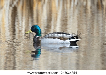 Single male Mallard duck in bright mating plumage is swimming in the peaceful water of the lake in early spring.