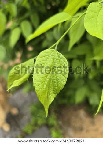 Hackberry leaf closeup in nature Royalty-Free Stock Photo #2460372021