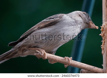 A Northern Mockingbird on the backyard deck                               