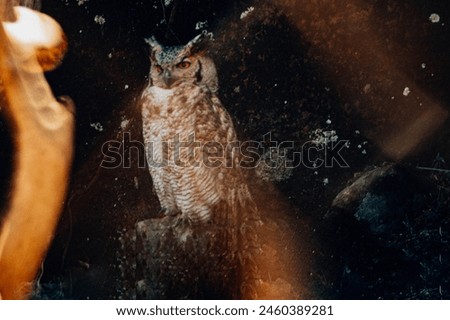 Owl Photo Uruguay Calm Sitting