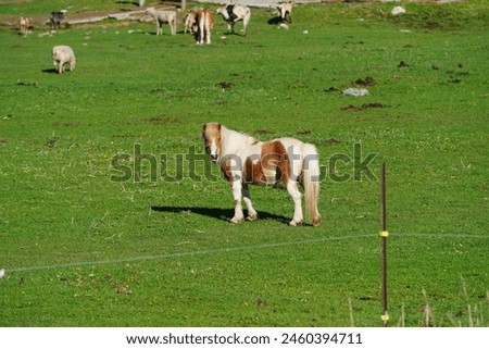 Horses, Miniature Horses and, Donkeys grazing on a farm field 