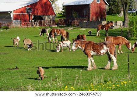 Horses, Miniature Horses and, Donkeys grazing on a farm field 