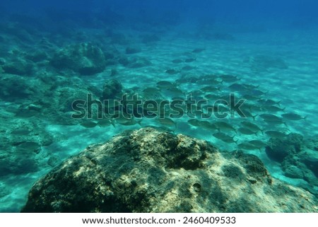 Rocky underwater seascape with school of swimming fish - mullets. Snorkeling with the marine life, underwater photography.  Wildlife in the blue ocean, fish and rocks. 