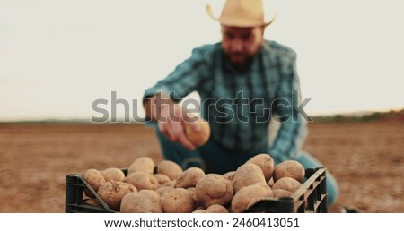 A farmer in the field collects potatoes in boxes. Agriculture, potato entrepreneur, field business, agriculture biologically sitting ecology production sorting potatoes.