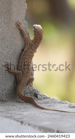 Close up picture of Clouded Monitor Lizard. Clouded Monitor Lizard photography.
