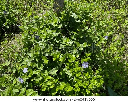Vinca minor, common names lesser periwinkle, dwarf periwinkle. Lesser Periwinkle (Vinca minor) blooming. Small blue flower among the leaves. Royalty-Free Stock Photo #2460419655