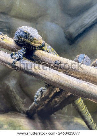 a photography of a lizard sitting on a branch in a zoo.