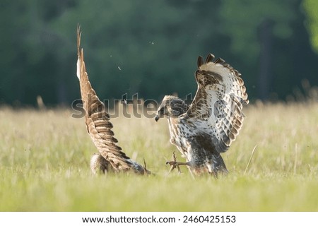 Common buzzards - Buteo buteo fighting on ground in spring green grass. Green background. Photo from Lubusz Voivodeship in Poland.