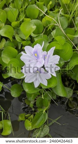 Water hyacinth (Latin name: Pontederia crassipes, synonym: Eichornia crassipes) is a type of floating aquatic plant. Landscape picture taken using a cellphone in the Samosir Hills