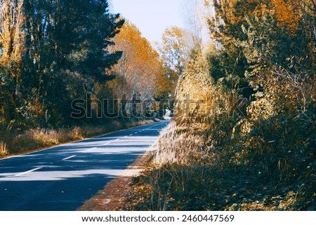 road in the middle of autumn trees